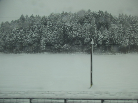 樹々の雪景色