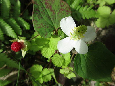 �h�N�_�~�ƃw�r�C�`�S