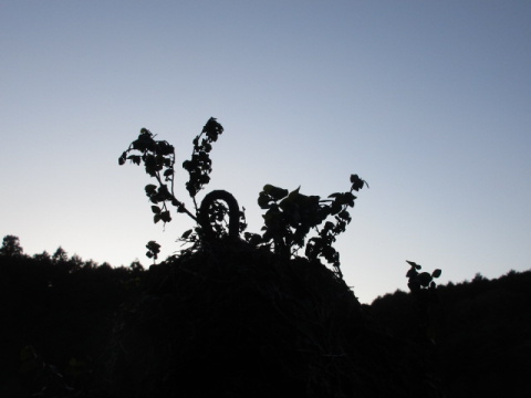 �[��ƐA���Ȃǂ̃V���G�b�g