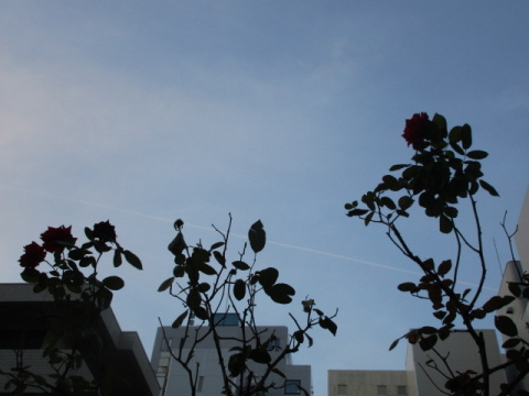 �K�N�ƃr��