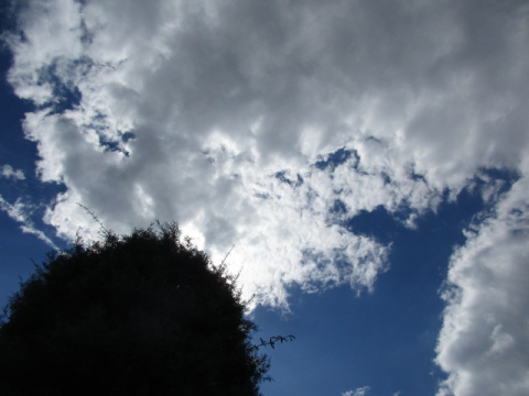 青空と白い雲、樹
