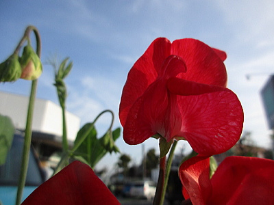 �Ԃ��X�E�B�[�g�s�[