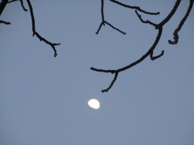 樹と月