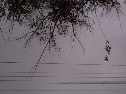 樹と電線