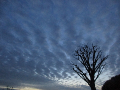 夕空と雲、樹